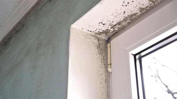 Best Toxic Mold Removal  in North Adams, MA
