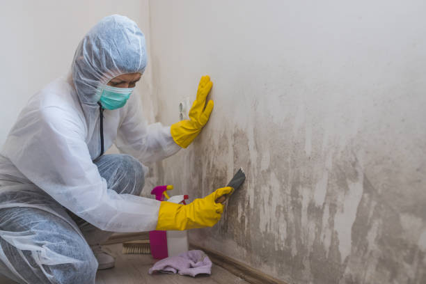 Best Mold Damage Repair  in North Adams, MA