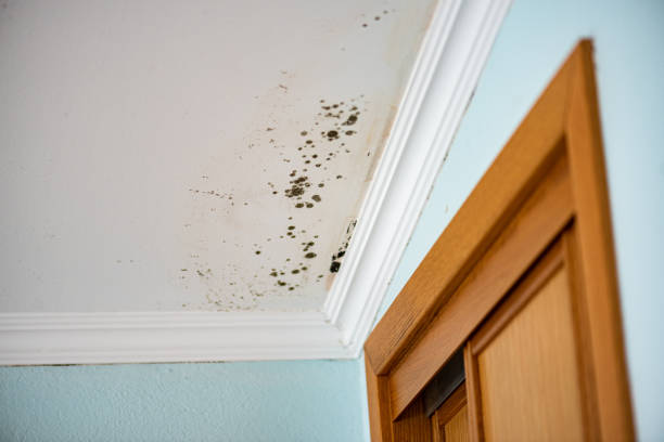 Best Mold Cleaning Services  in North Adams, MA