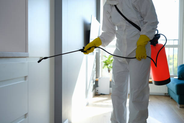 Best Residential Mold Removal  in North Adams, MA