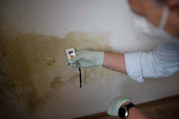 Best Professional Mold Removal  in North Adams, MA