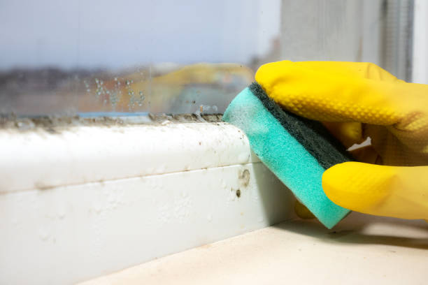 Attic Mold Removal in North Adams, MA