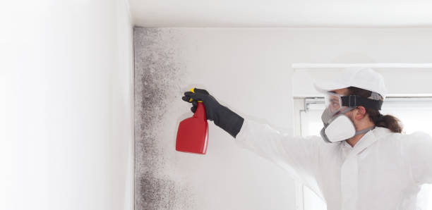 Best Attic Mold Removal  in North Adams, MA