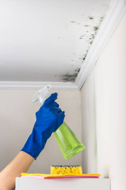 North Adams, MA Mold Removal Company